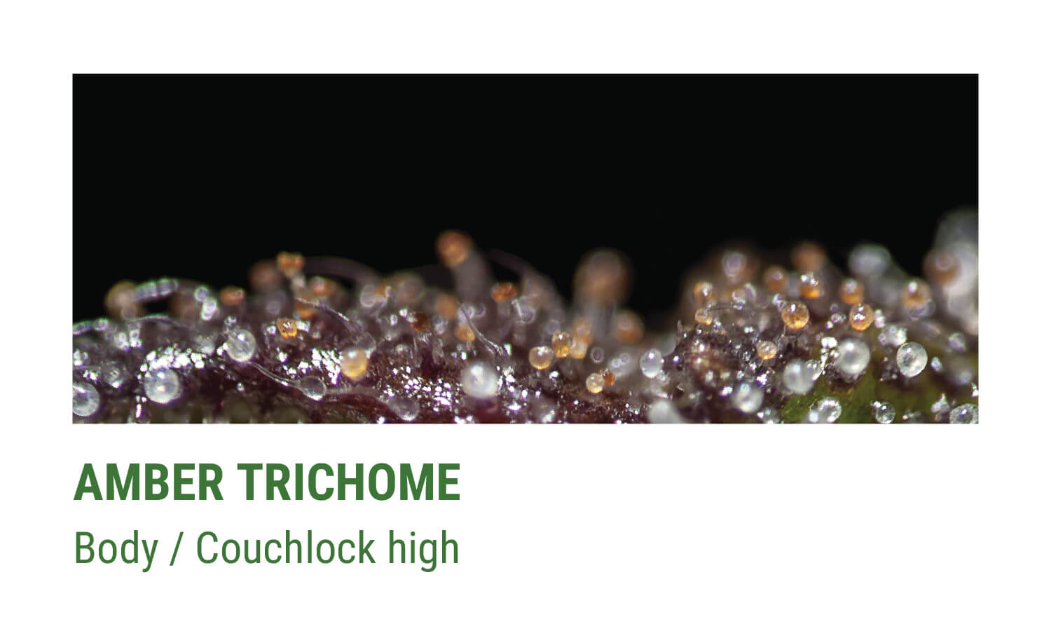 Cannabis Trichomes Importance - RQS Blog